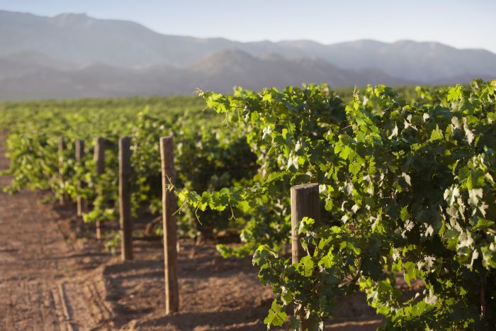 Festival del Vino en México Festival del Vino en México